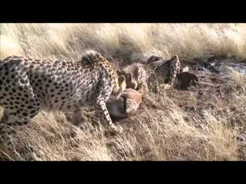 Runde's Run: Young cheetah's first kill at Tiger Canyons, South Africa