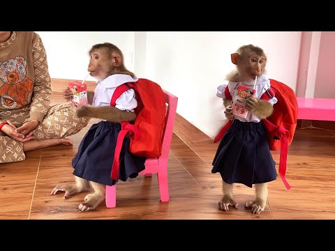 The Judy Family and Monkey Judy Official