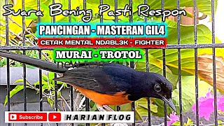 Download lagu AUTO EMOSI NGEPLONG TROTOLAN❗CETAK MENTAL - FIGHTER - PANCINGAN MURAI TROTOL AGAR BUNYI mp3 Download lagu AUTO EMOSI NGEPLONG TROTOLAN❗CETAK MENTAL - FIGHTER - PANCINGAN MURAI TROTOL AGAR BUNYI mp3