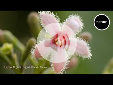 Botanical mystery solved: how plants make a crucial malaria ...