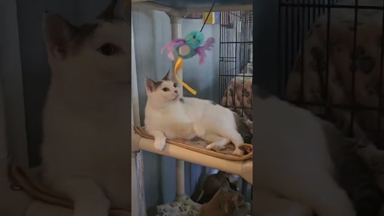 Ciera-Foodie with Playful Spirit, a ADOPTABLE Domestic Short Hair in Rochester, NY video 3/3