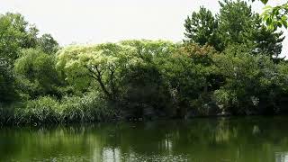 水面に映る影【4K/30fps】-2025/8/25-