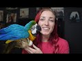 Meet Baby Beau The Macaw