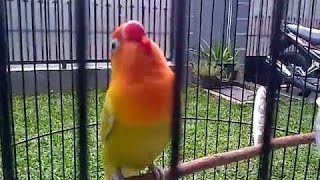 Download lagu Love Bird Juara Ngekek Panjang mp3