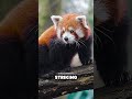 Red PANDAS vs. Giant PANDAS: Which is Cuter?