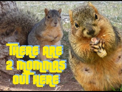 The Adventures Of Chunky The Squirrel: There are 2 Mommas Out Here