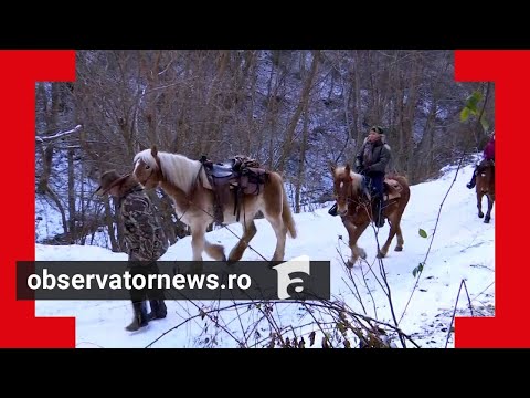 Cât costă o plimbare cu trăsura trasă de cai în Vatra Dornei: "Cam frig, dar merită. Senzaţional"