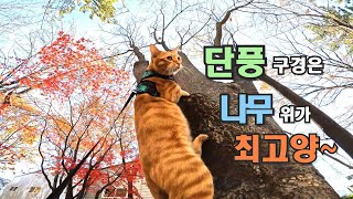 산책냥이의 단풍구경 (랭이개인기)