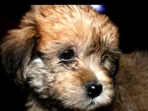 The Prince and I (Krongky)