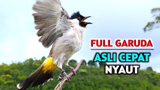 Download lagu Suara Burung Kutilang Gacor Garuda Memanggil Lawan  mp3