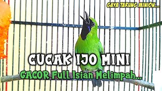 Download lagu Cucak Ijo Mini 💯 Tembakan Ijo Mini Gacor Full Isian Melimpah mp3 Download lagu Cucak Ijo Mini 💯 Tembakan Ijo Mini Gacor Full Isian Melimpah mp3