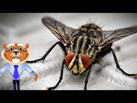 10 curiosidades sobre moscas#curiosidades