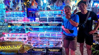 Download lagu LATEST REVIEW OF LOCAL CHANNA ORNAMENTAL FISH. PRICES STARTING FROM 50K FOR 3 mp3