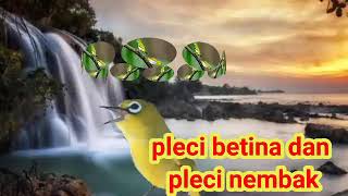 Download lagu suara pleci betina memanggil jantan dan pleci nembak agar pleci bisa nembak ngotot Geter geter mp3 Download lagu suara pleci betina memanggil jantan dan pleci nembak agar pleci bisa nembak ngotot Geter geter mp3