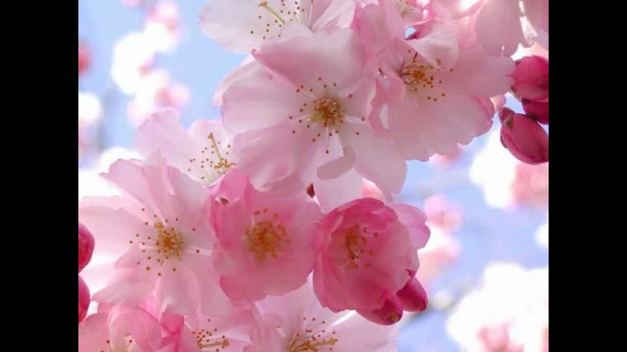 Ramji Ki Chidiya Lyrics  | Imaan Beimaan | Madhoo, Chunky Pandey | Udit Narayan | Rajesh Roshan