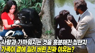 Download lagu [실제사건] 술을 좋아하고, 성인 잡지를 읽으면 사람과 가까워지는 것을 '흥분'해진 침팬지! 침팬지를 입양했던 가족이 겁에 질려 버린 진짜 이유는? 충격 결말은? mp3