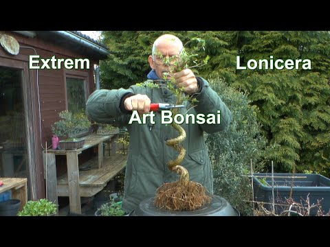 Art Bonsai Extrem nach über 10 Jahren. Grundgestaltung zum Bonsai mit Winter. Die Lonicera