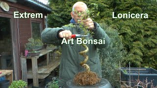 Art Bonsai Extrem nach über 10 Jahren. Grundgestaltung zum Bonsai mit Winter. Die Lonicera