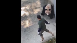 パンダ、怒る