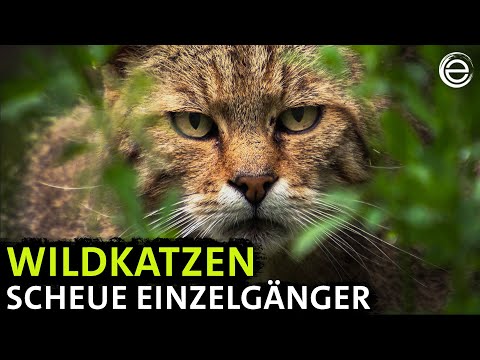 Wildkatzen ‒ Versteckt in Deutschlands Wäldern | Erlebnis Erde