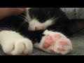 Cute Tuxedo Cat Purrs Extremely Loudly