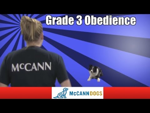Kayl McCann & Grand Slam Grade 3 Obedience