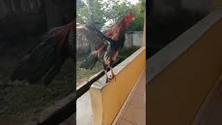 Download lagu Kokok ayam BK x PAKHOY mp3 Download lagu Kokok ayam BK x PAKHOY mp3