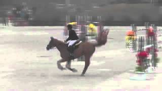 Video of Morocco ridden by Lisa Goldman from ShowNet!