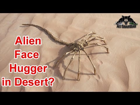 Agisis Life Sized Alien Face Hugger Time Lapse Build