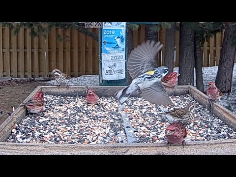 Yellow-rumped Warbler Joins Finches and Sparrows in Ontario! – April 25, 2025