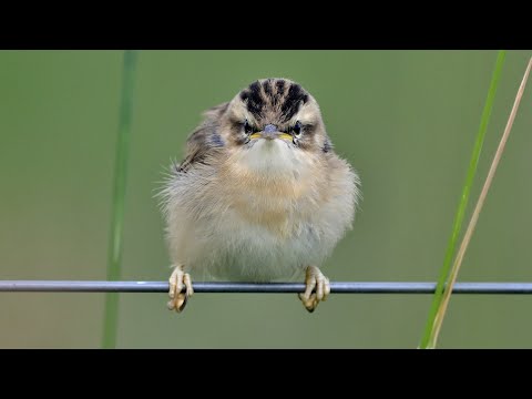 Monatsfotos Juni 2023 als Bildershow