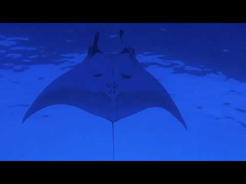 Sven Van Hees  - Some Bunny Out There (Taken from the album Aquatic)