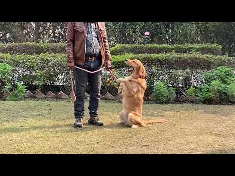 Golden Retriever dog learning and Performing Training Commands |Dog Showing All Training Skills