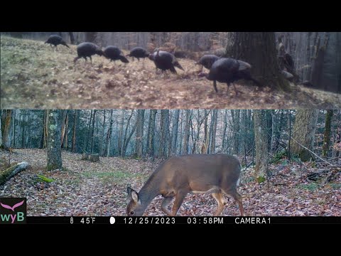 Wild Turkeys and Deer: Peaceful Scenes from the Woods