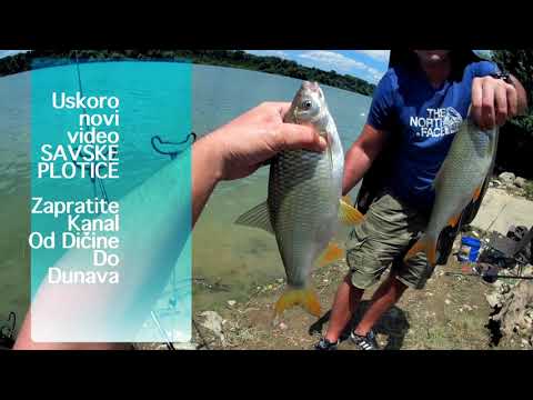 Savske plotice-NAJAVA