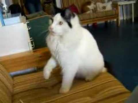 Lotus, at the animalhome in Toreboda