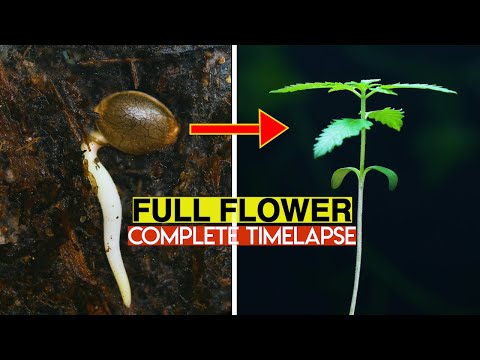 Cannabis Seed to Harvest Full Time-Lapse 4k