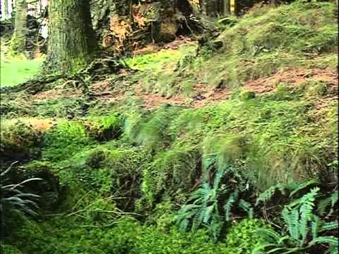 Ray Mears' Extreme Survival S02E04 - Military Survival