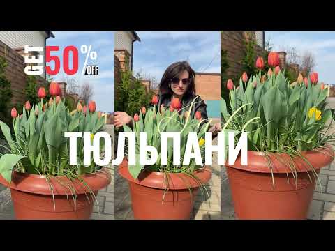 Тюльпани для весняної клумби