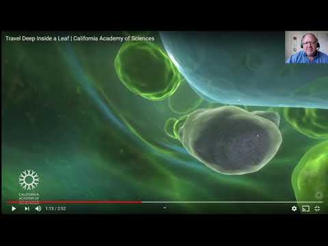 Travel Deep inside a Leaf