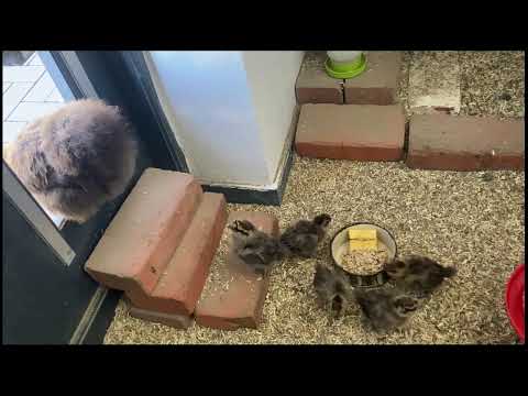 2024-04-18 Naturbrut. Draußen ist es zu kalt. Sutera kommt wieder rein.