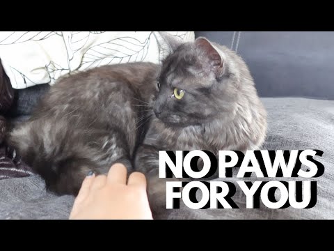 Kitten Wont Let Me Hold His Paws