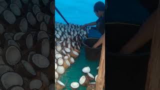 Download lagu penyusunan kelapa untuk kopra edibel #kopra mp3