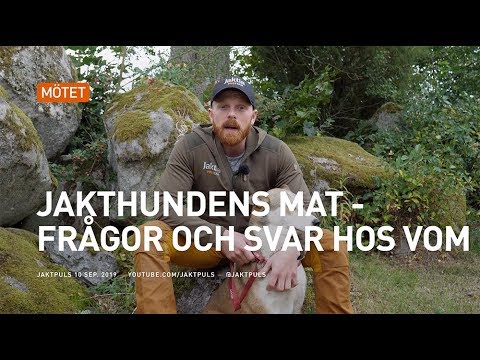 Jakthundens mat - frågor och svar hos Vom