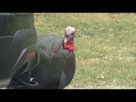 Wild Turkeys Taking Over Minnesota