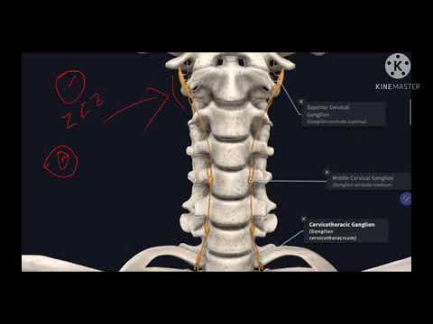 Sympathetic Cervical Chain, Cervical Ganglia