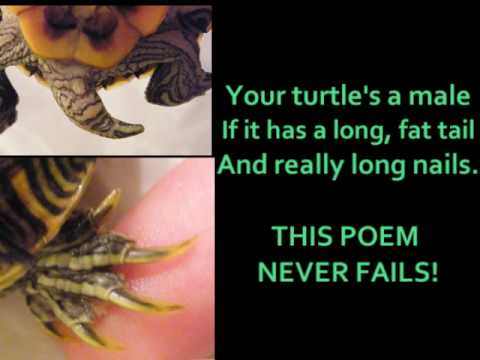 How do you tell the sex of a turtle me Think, that How do you tell the sex of a turtle with