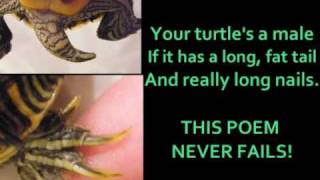 My Poem: Male or Female Turtle?