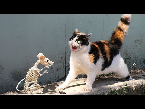 When Cats and Dogs Get Scared Part 2 – Funny Animals Caught on Camera!