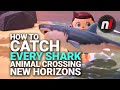 How To Catch The Great White Shark More In Animal Crossing New Horizons